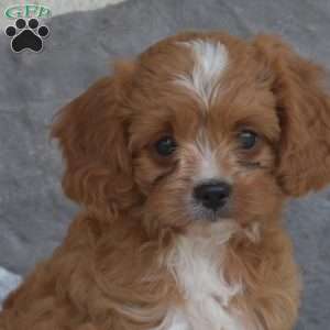 Ernie, Cavapoo Puppy