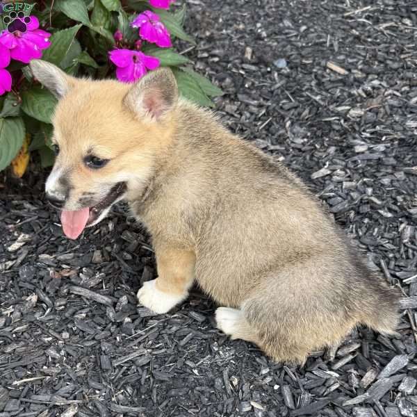 Ernie, Pembroke Welsh Corgi Puppy