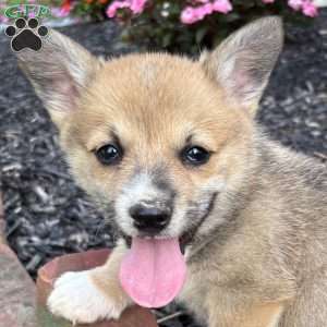 Ernie, Pembroke Welsh Corgi Puppy