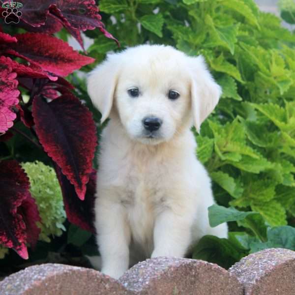 Esther, English Cream Golden Retriever Puppy