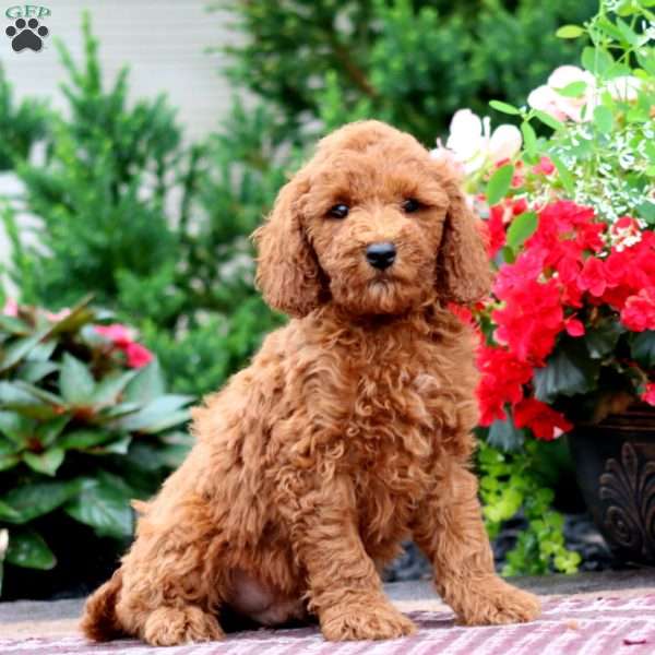 Ethan, Miniature Poodle Puppy