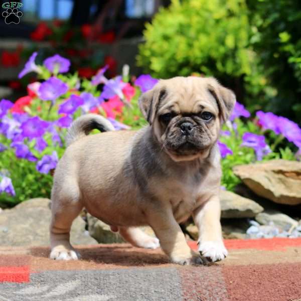 Ethan, Pug Puppy