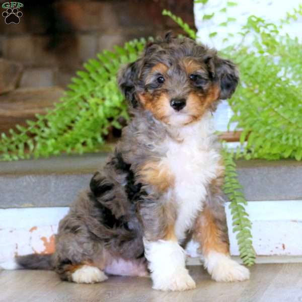 Ethan, Mini Bernedoodle Puppy