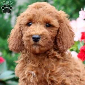 Ethan, Miniature Poodle Puppy