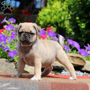Ethan, Pug Puppy