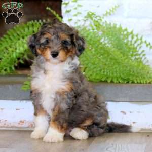 Ethan, Mini Bernedoodle Puppy