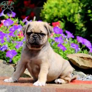 Ethan, Pug Puppy
