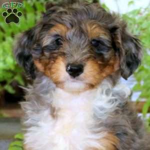Ethan, Mini Bernedoodle Puppy