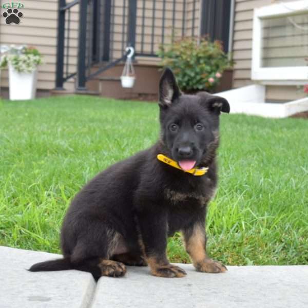 Eva, German Shepherd Puppy