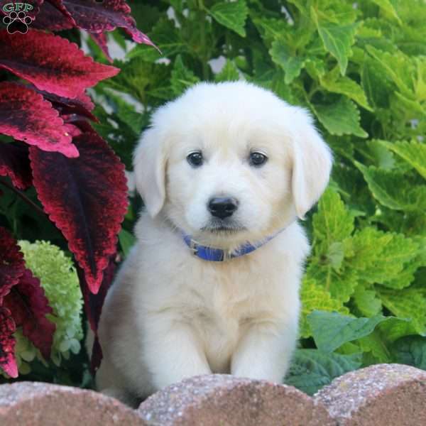 Eva, English Cream Golden Retriever Puppy