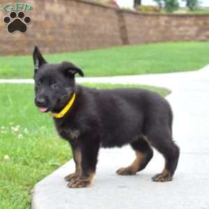 Eva, German Shepherd Puppy