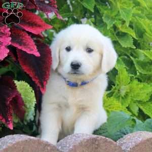 Eva, English Cream Golden Retriever Puppy