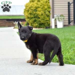 Eva, German Shepherd Puppy