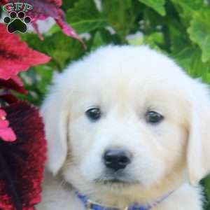 Eva, English Cream Golden Retriever Puppy