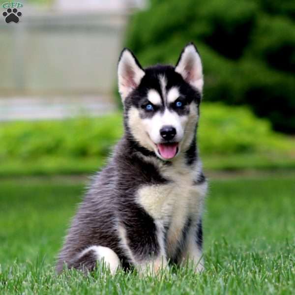 Eva, Siberian Husky Puppy