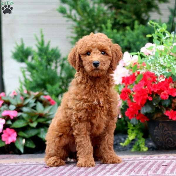 Eva, Miniature Poodle Puppy