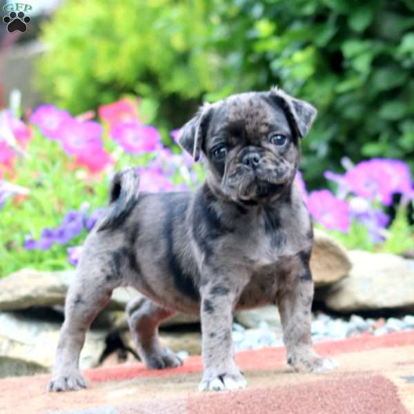 Eva, Pug Puppy