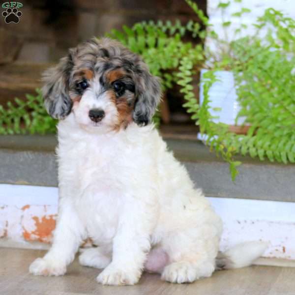 Eva, Mini Bernedoodle Puppy