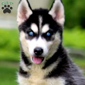Eva, Siberian Husky Puppy