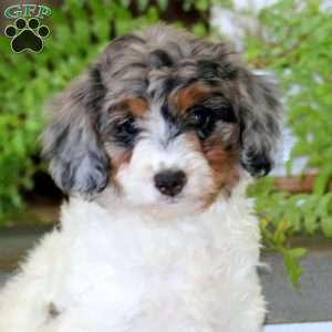 Eva, Mini Bernedoodle Puppy