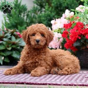 Eva, Miniature Poodle Puppy