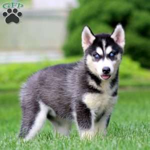 Eva, Siberian Husky Puppy