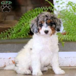 Eva, Mini Bernedoodle Puppy