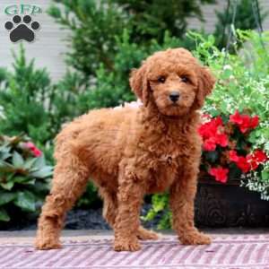 Eva, Miniature Poodle Puppy