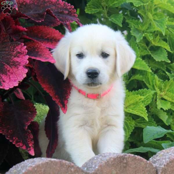 Evan, English Cream Golden Retriever Puppy