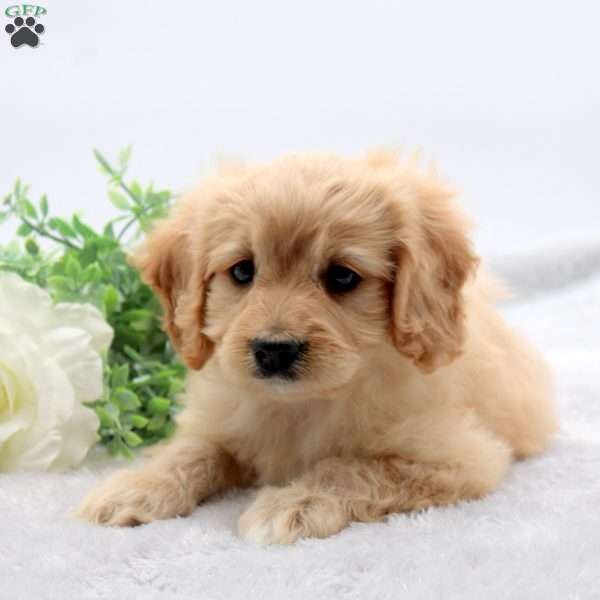Evan, Cavachon Puppy