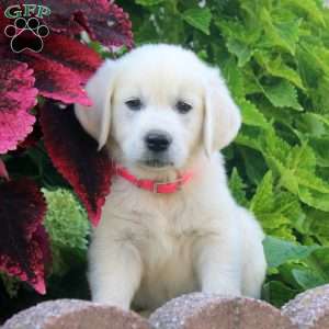Evan, English Cream Golden Retriever Puppy
