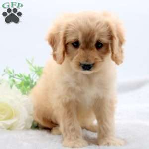 Evan, Cavachon Puppy