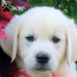 Evan, English Cream Golden Retriever Puppy