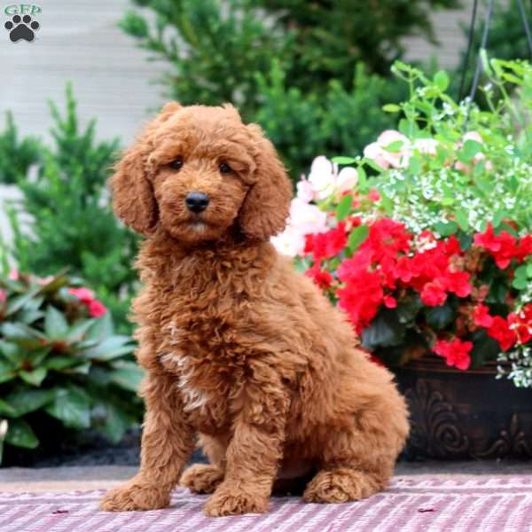 Evan, Miniature Poodle Puppy