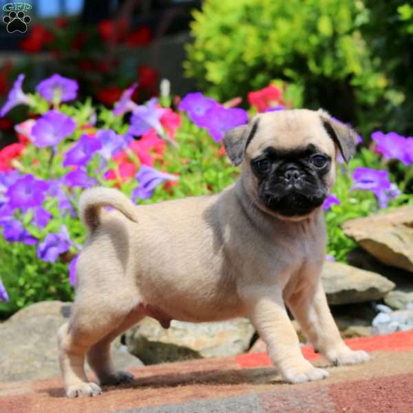 Evan, Pug Puppy