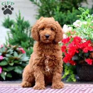 Evan, Miniature Poodle Puppy