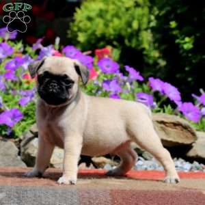 Evan, Pug Puppy