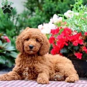 Evan, Miniature Poodle Puppy