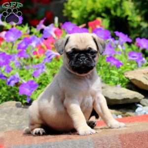Evan, Pug Puppy