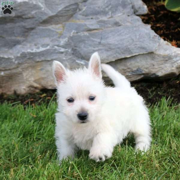 Eve, West Highland Terrier Puppy
