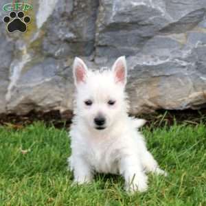 Eve, West Highland Terrier Puppy