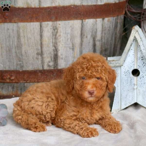 Evelyn, Mini Goldendoodle Puppy