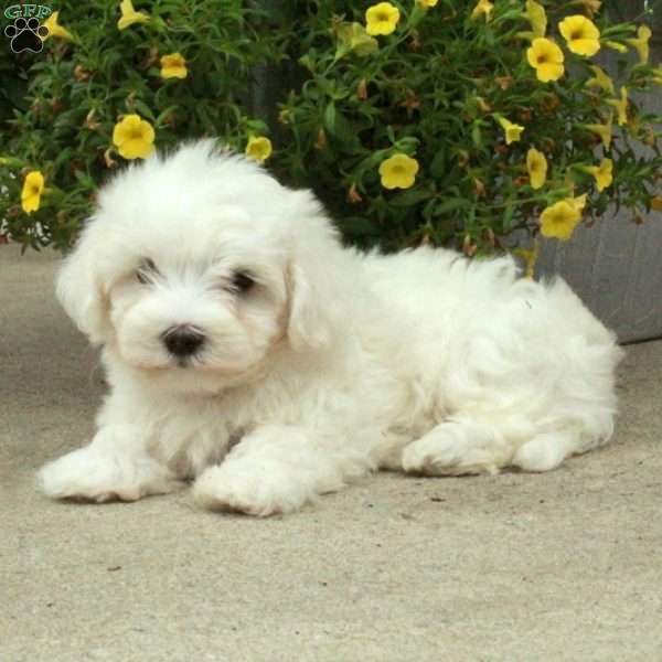 Evie, Maltese Puppy