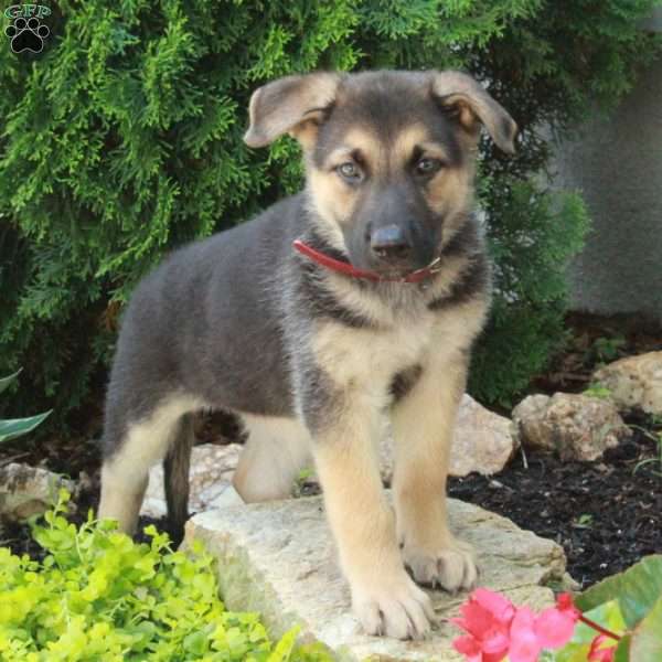 Evie, German Shepherd Puppy