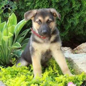Evie, German Shepherd Puppy
