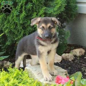 Evie, German Shepherd Puppy