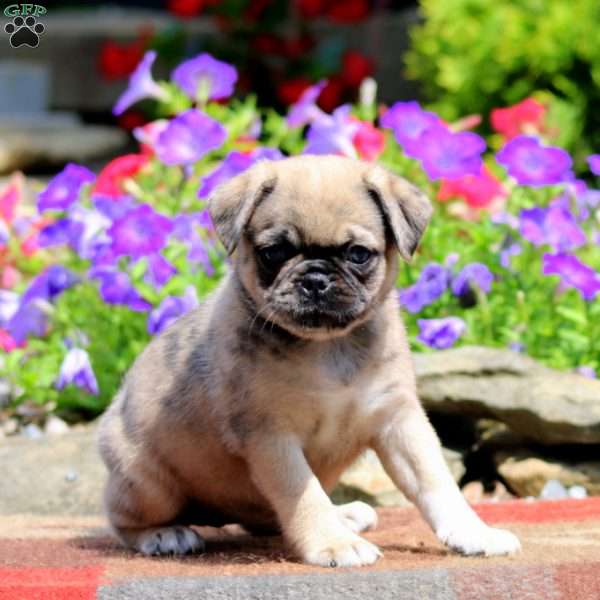 Evie, Pug Puppy