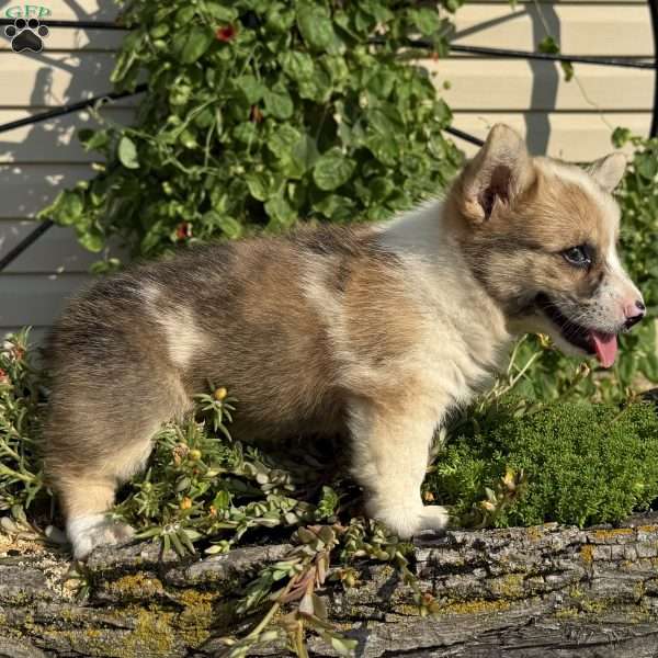 Evie, Pembroke Welsh Corgi Puppy