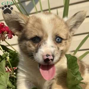 Evie, Pembroke Welsh Corgi Puppy