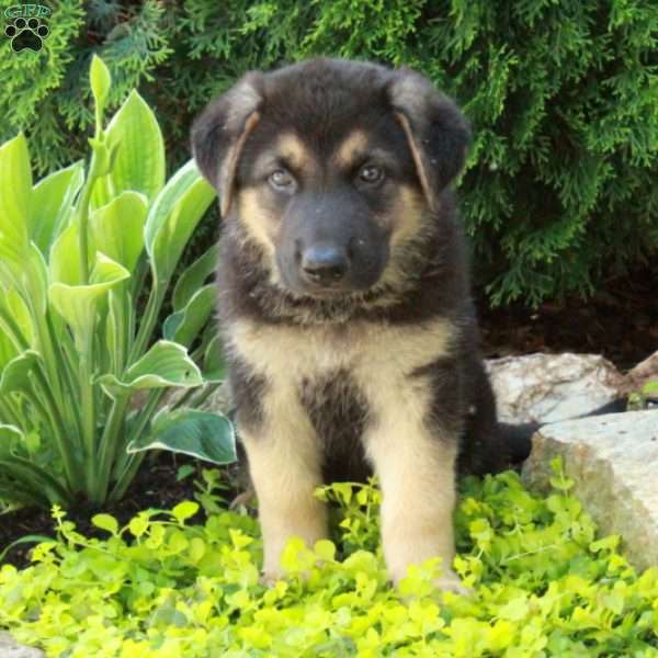 Ezra, German Shepherd Puppy